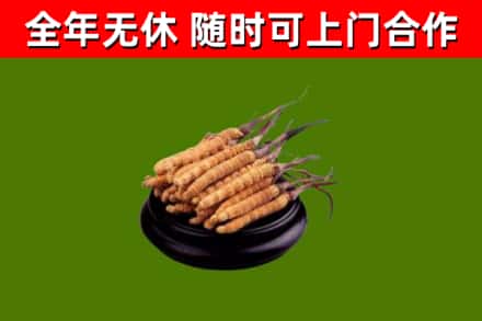 荆州市烟酒回收冬虫夏草.jpg